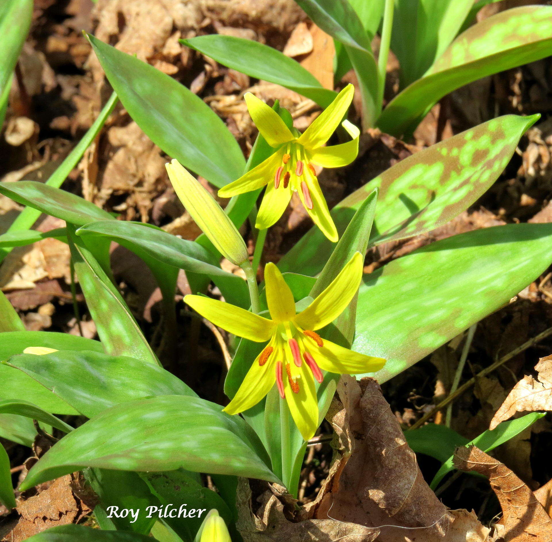 Imagem de Erythronium americanum Ker Gawl.