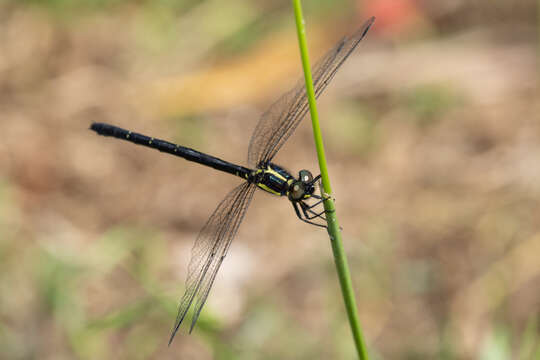 Image of Eusynthemis rentziana Theischinger 1998