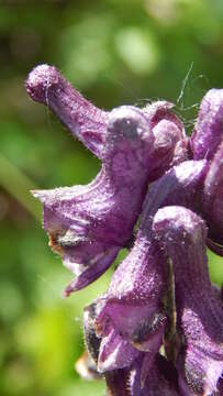 Image of Aconitum leucostomum Vorosh.