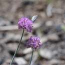 Image de Allium pallasii Murray