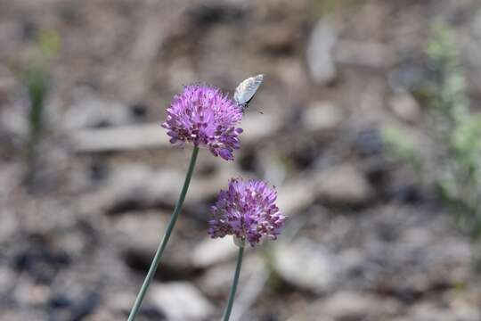 Image of Allium pallasii Murray