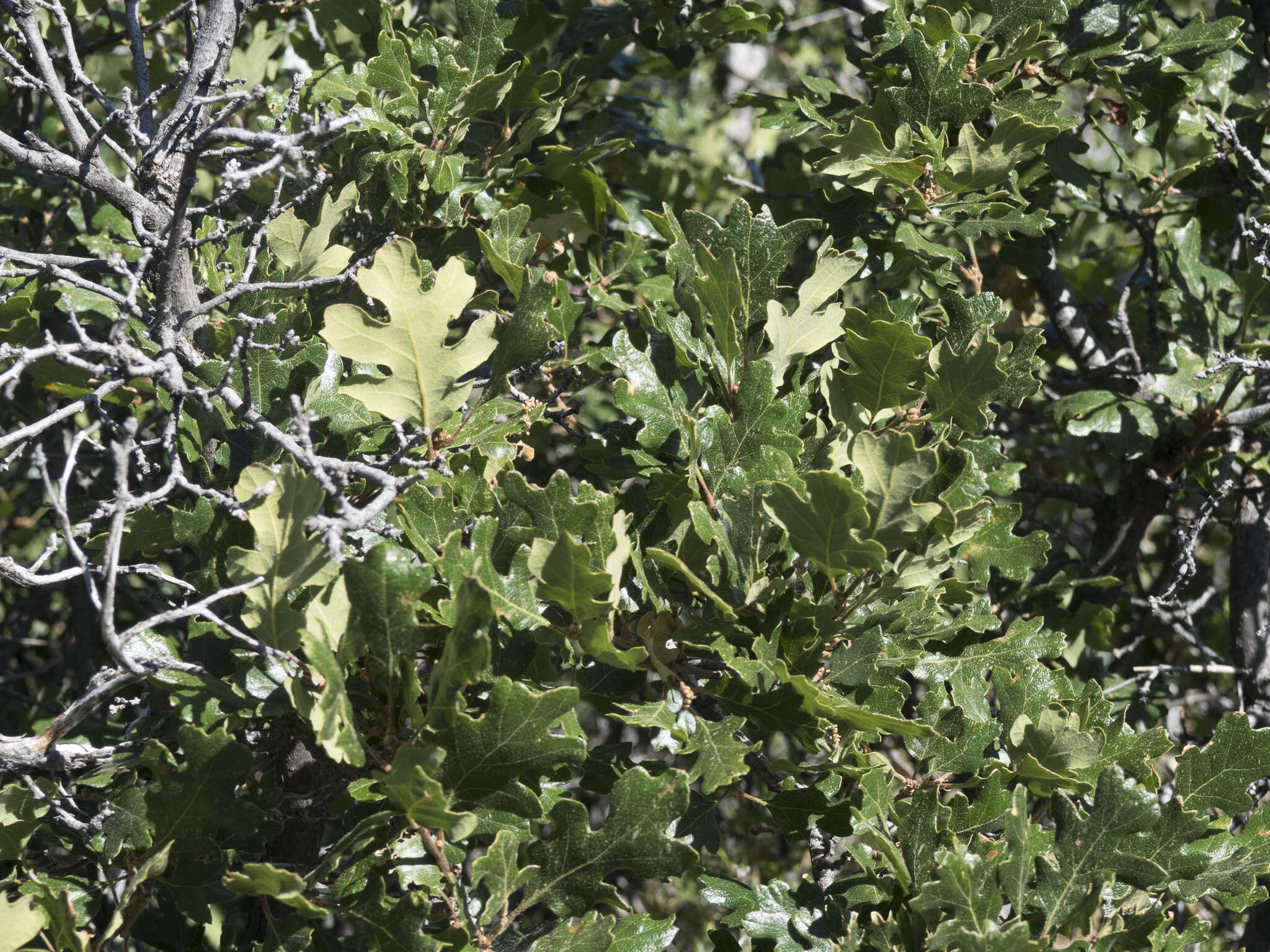 Image of Oregon white oak