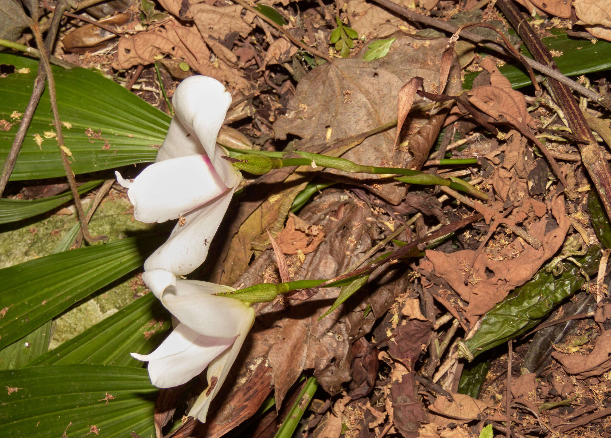 Imagem de Lycaste virginalis (Scheidw.) Linden