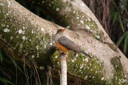 صورة Turdus abyssinicus Gmelin & JF 1789