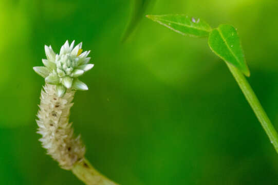 Image of yellow joyweed