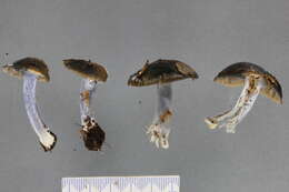 Image of Cortinarius turcopes Soop 2013