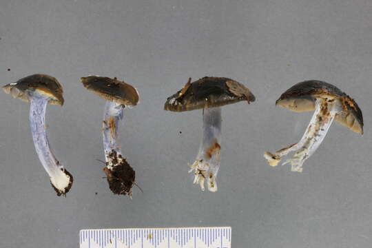 Image of Cortinarius turcopes Soop 2013