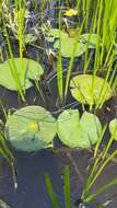 Image of variegated pond lily