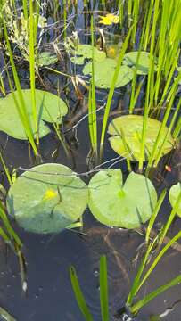 Image de Nuphar variegata Engelm. ex Dur.