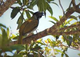 Imagem de Saltator atriceps raptor (Cabot & S 1845)