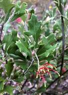 Image of Grevillea ilicifolia subsp. ilicifolia