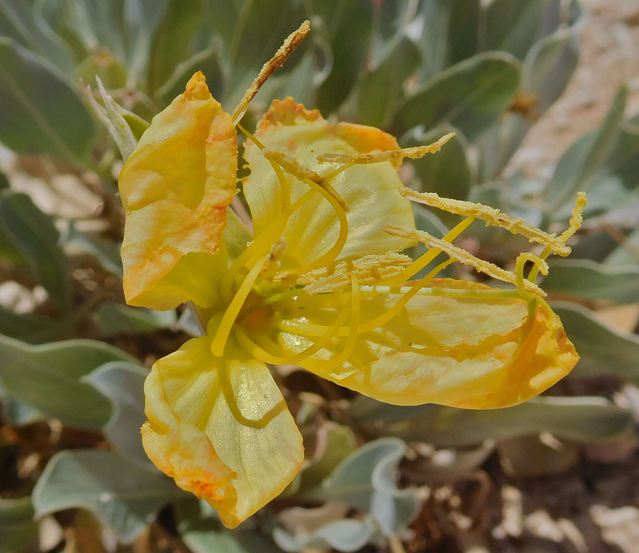 Oenothera macrocarpa subsp. incana (A. Gray) W. L. Wagner resmi