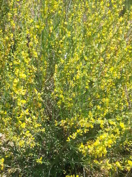 Image of Anthyllis terniflora (Lag.) Pau