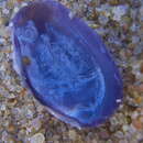Image of sunset clam