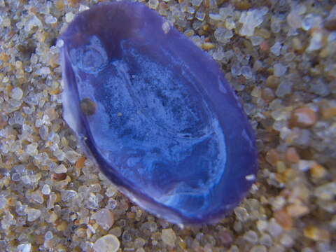 Image of sunset clam