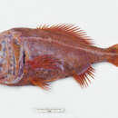 kırmızı imparator balığı resmi