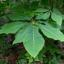 Image of Magnolia fraseri var. fraseri
