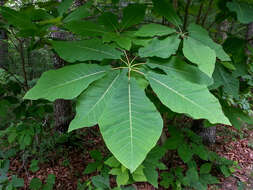 Image of Magnolia fraseri var. fraseri