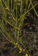 Image of Acacia granitica Maiden