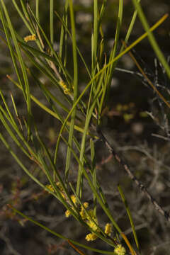 Image of Acacia granitica Maiden