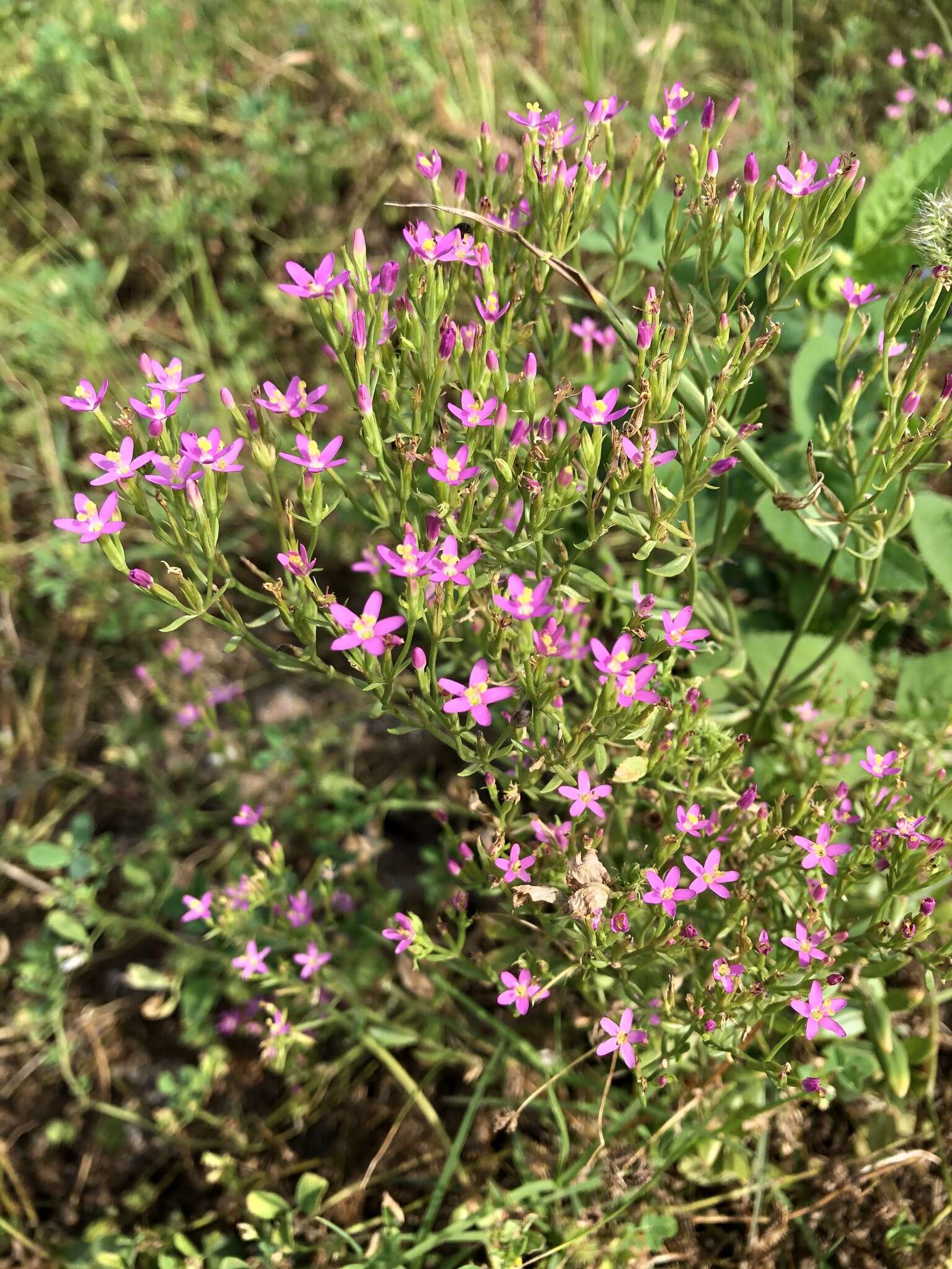 Image of Centaurium pulchellum var. altaicum (Griseb.) Kitagawa & H. Hara