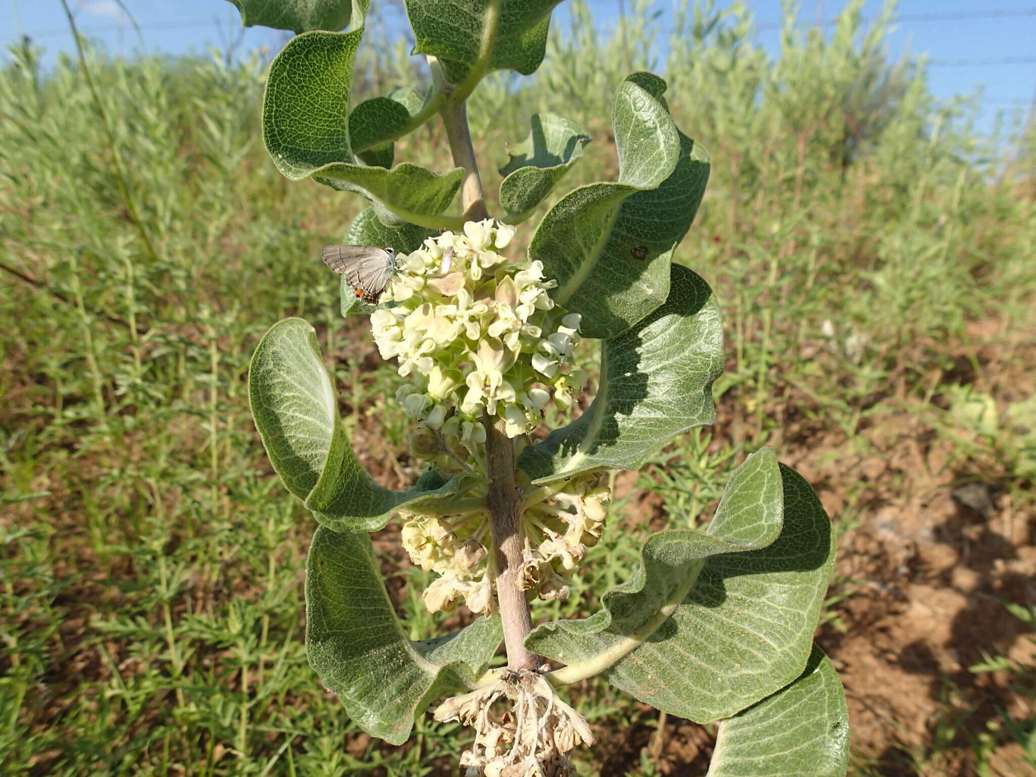 Imagem de Asclepias arenaria Torr.