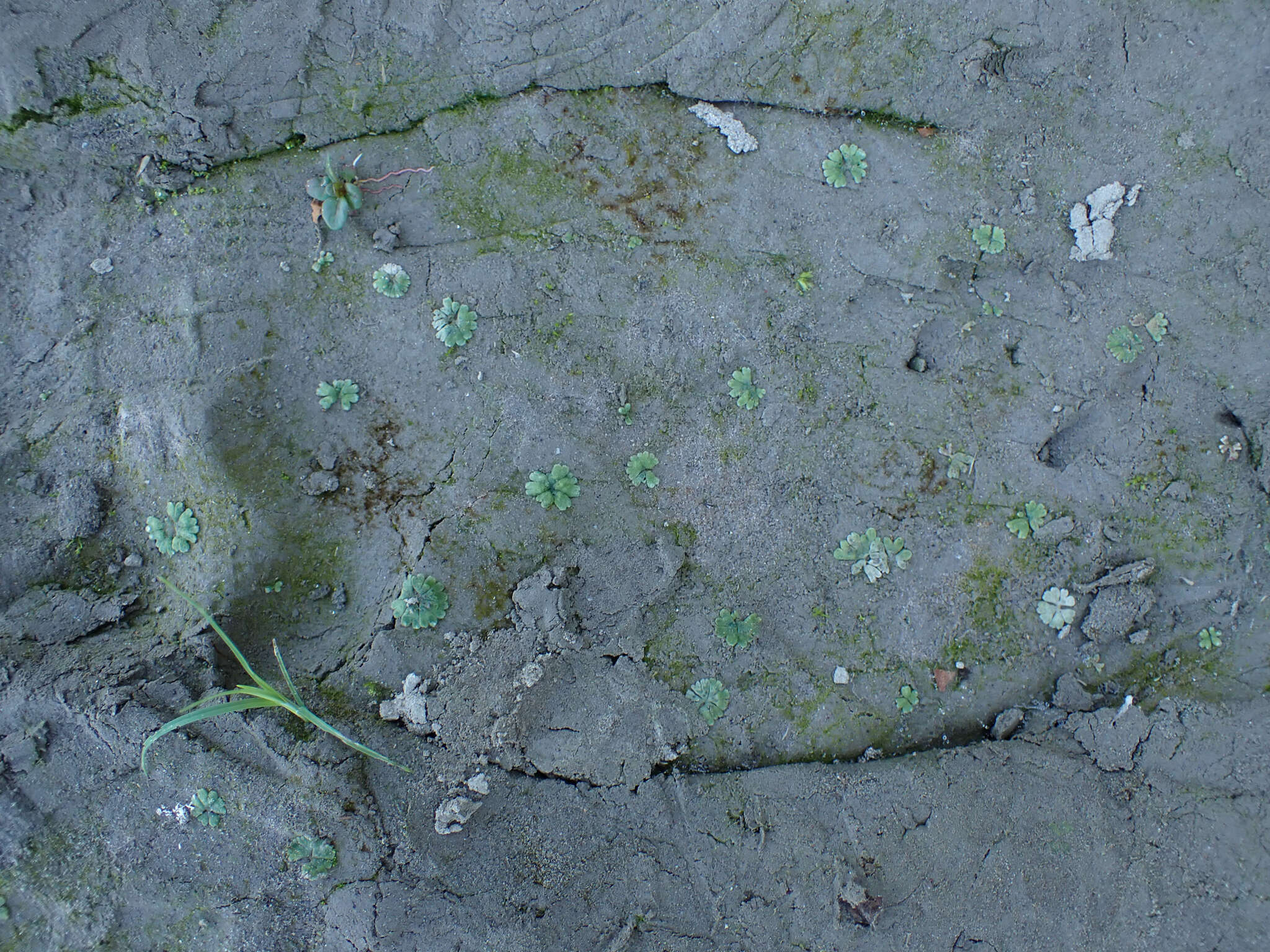 Image of Riccia frostii Austin