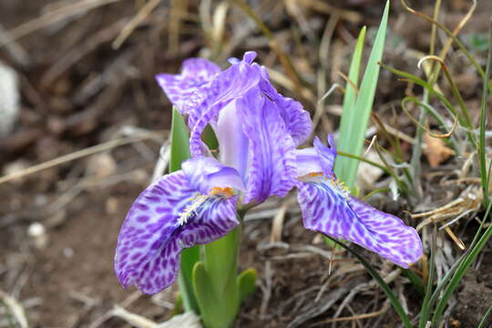 Image of Iris kemaonensis Wall. ex D. Don