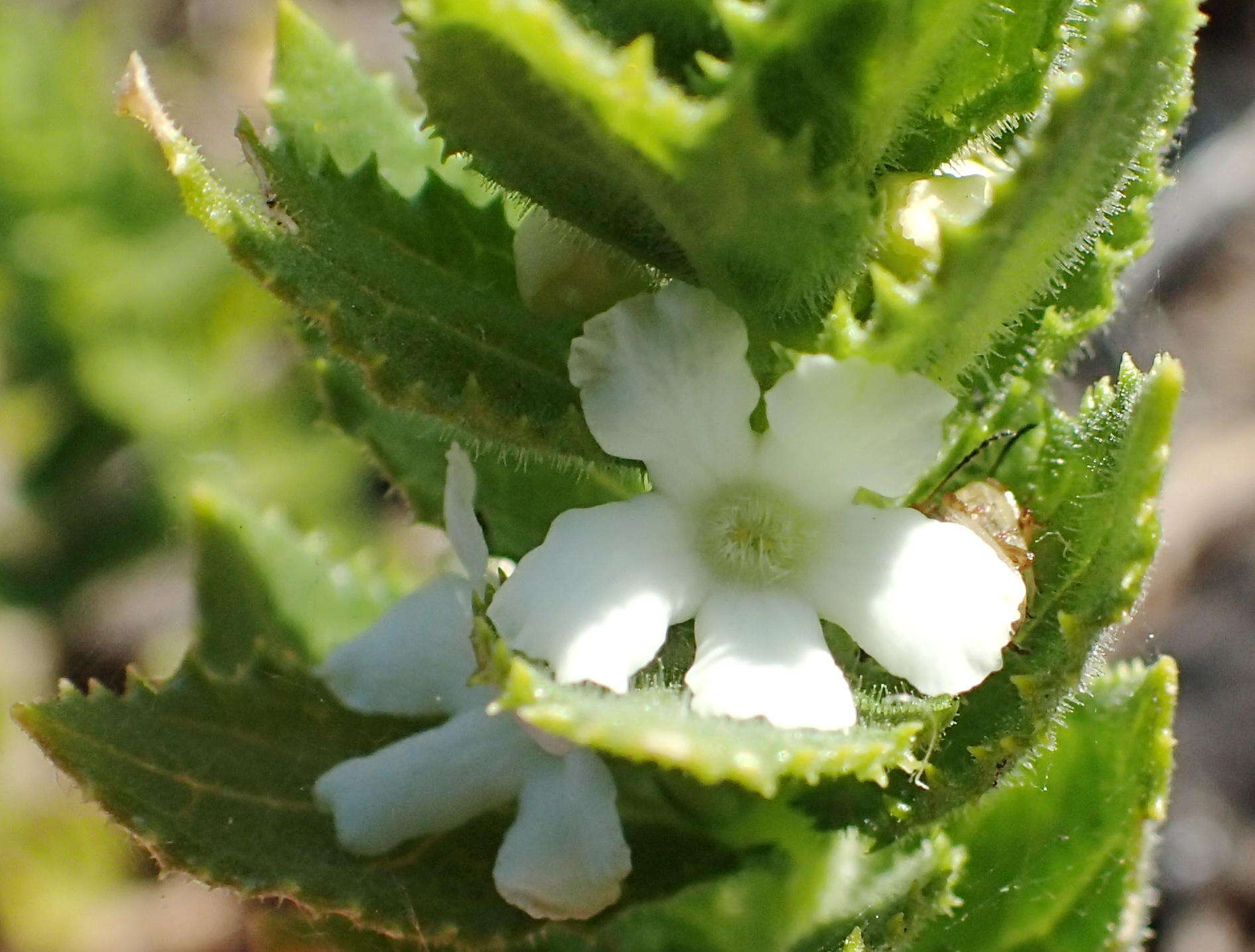 Plancia ëd Oftia africana (L.) Bocq. ex Baill.