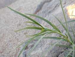 Image of Euphorbia calyptrata Coss. & Kralik