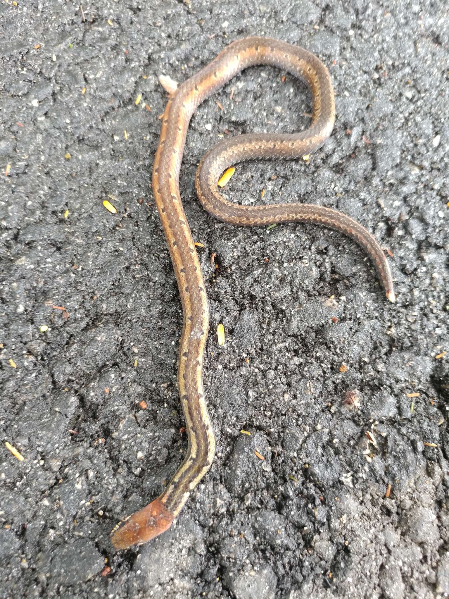 Image of Black-headed Collared Snake