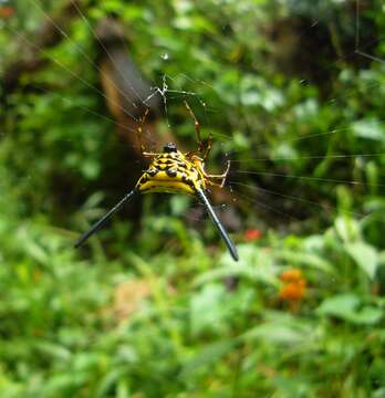 Image of Gasteracantha remifera Butler 1873