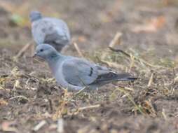 Image of Stock Dove