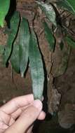 Image of Deparia lancea (Thunb. ex Murray) Fraser-Jenkins