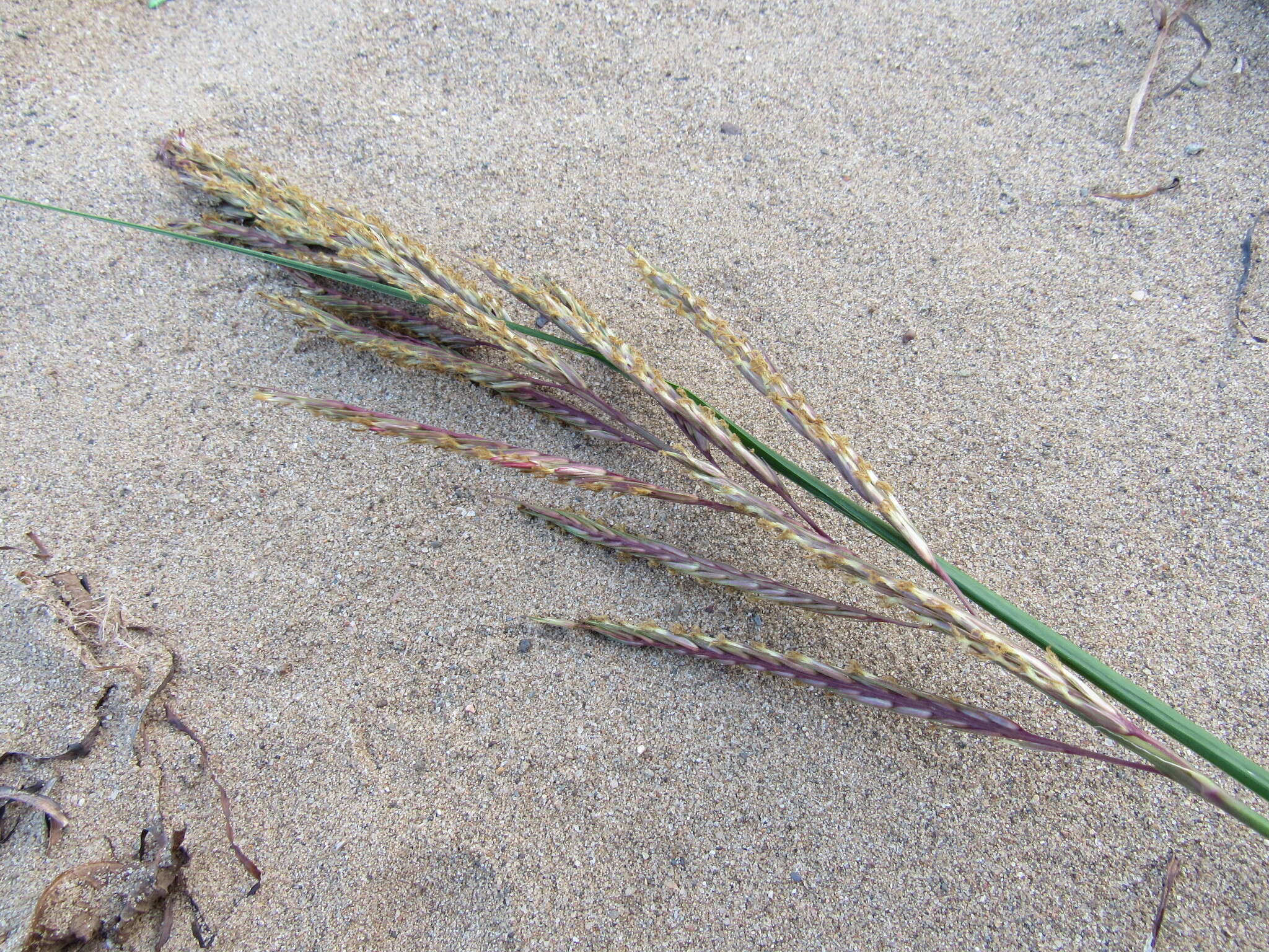 Image of Freshwater Cord Grass