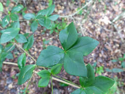 Image of Alyxia ilicifolia subsp. magnifolia (Bailey) P. I. Forster