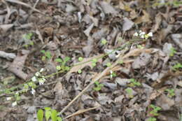 Plancia ëd Physaria pallida (Torr. & A. Gray) O'Kane & Al-Shehbaz