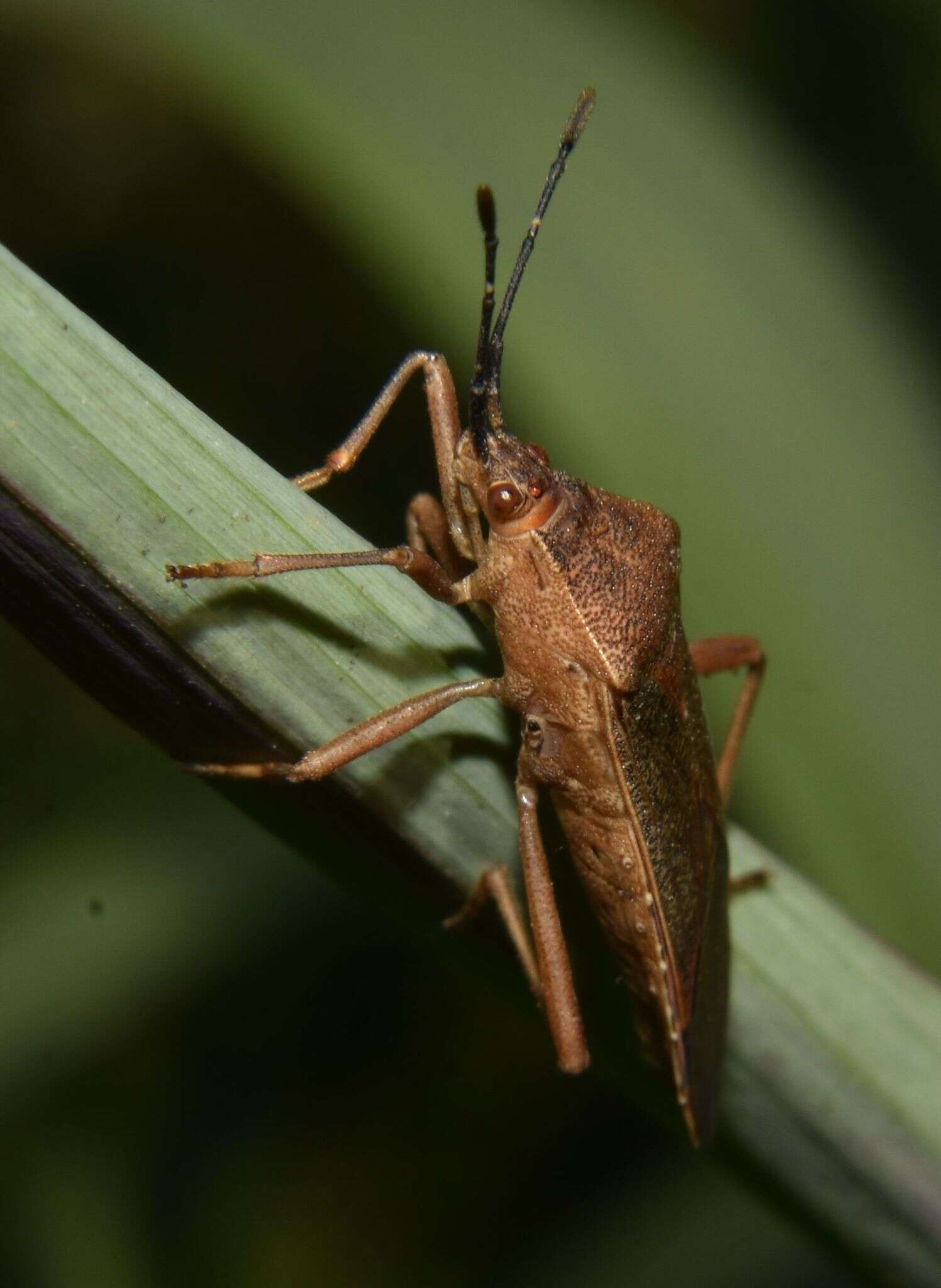 صورة Namacus transvirgatus Amyot & Serville 1843