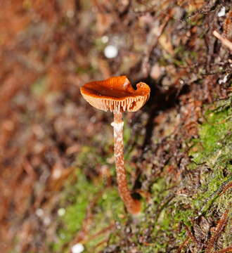 Conocybe filaris (Fr.) Kühner 1935的圖片