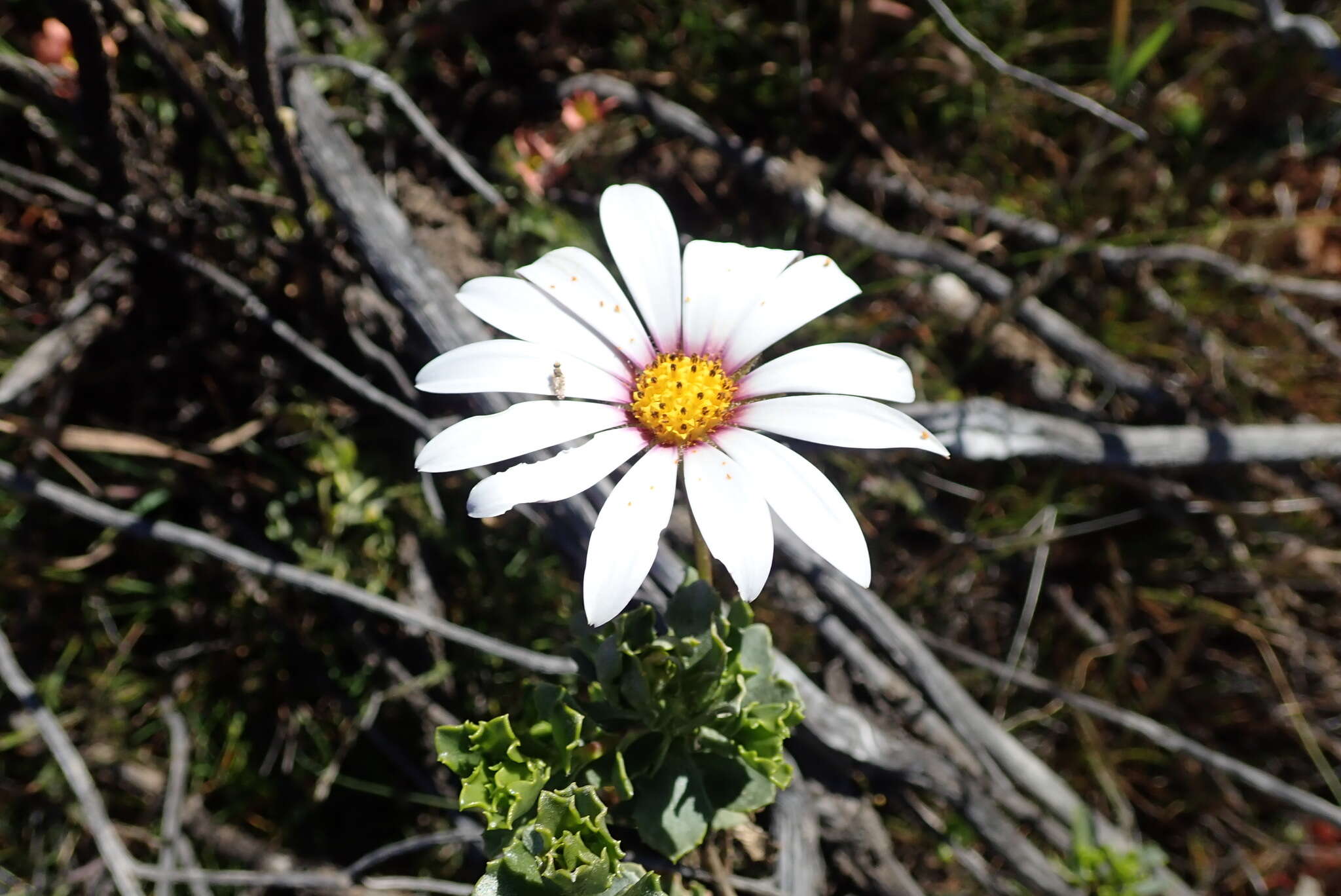 Image of Daisy