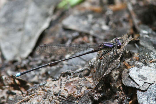 Image of Blue-tipped Dancer