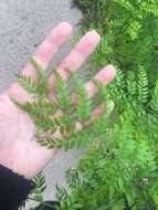 Image of Gleditsia triacanthos f. inermis (L.) C. K. Schneid.