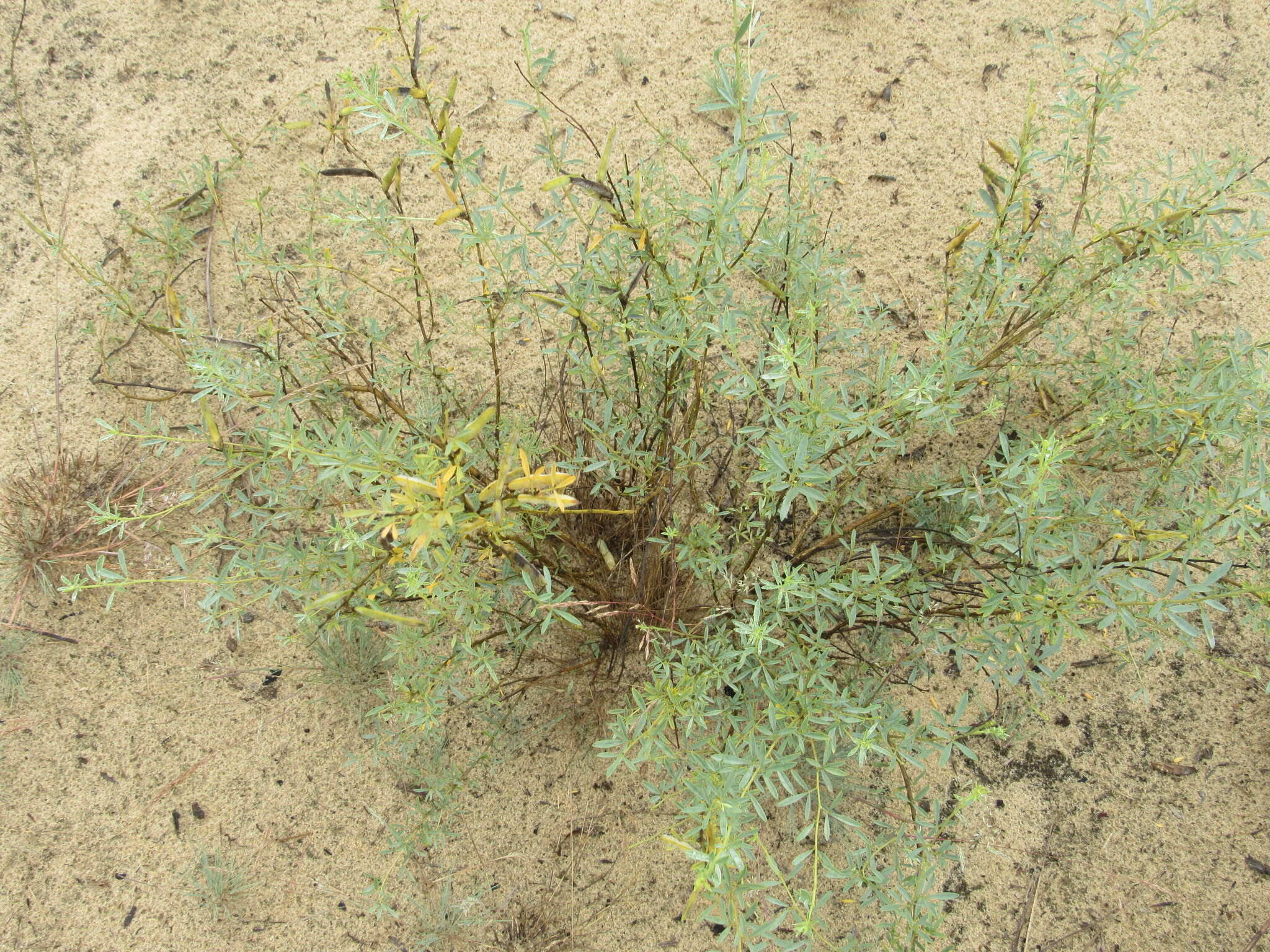 Image of Cytisus borysthenicus Gruner