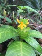 Imagem de Aphelandra ornata (Nees) T. Anders.