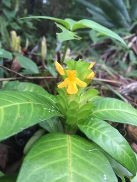 Aphelandra ornata (Nees) T. Anders.的圖片