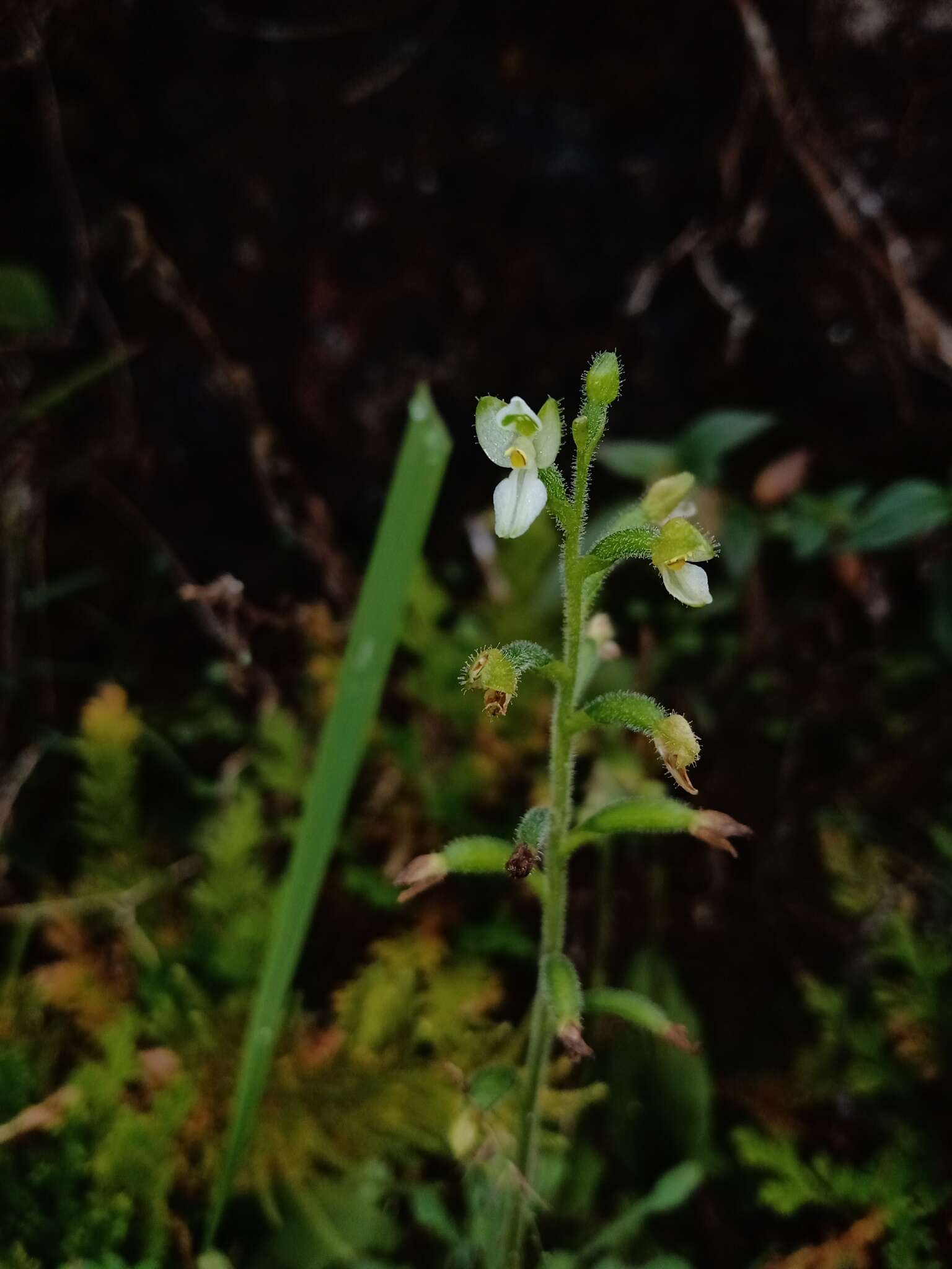 Image of Ponthieva triloba Schltr.