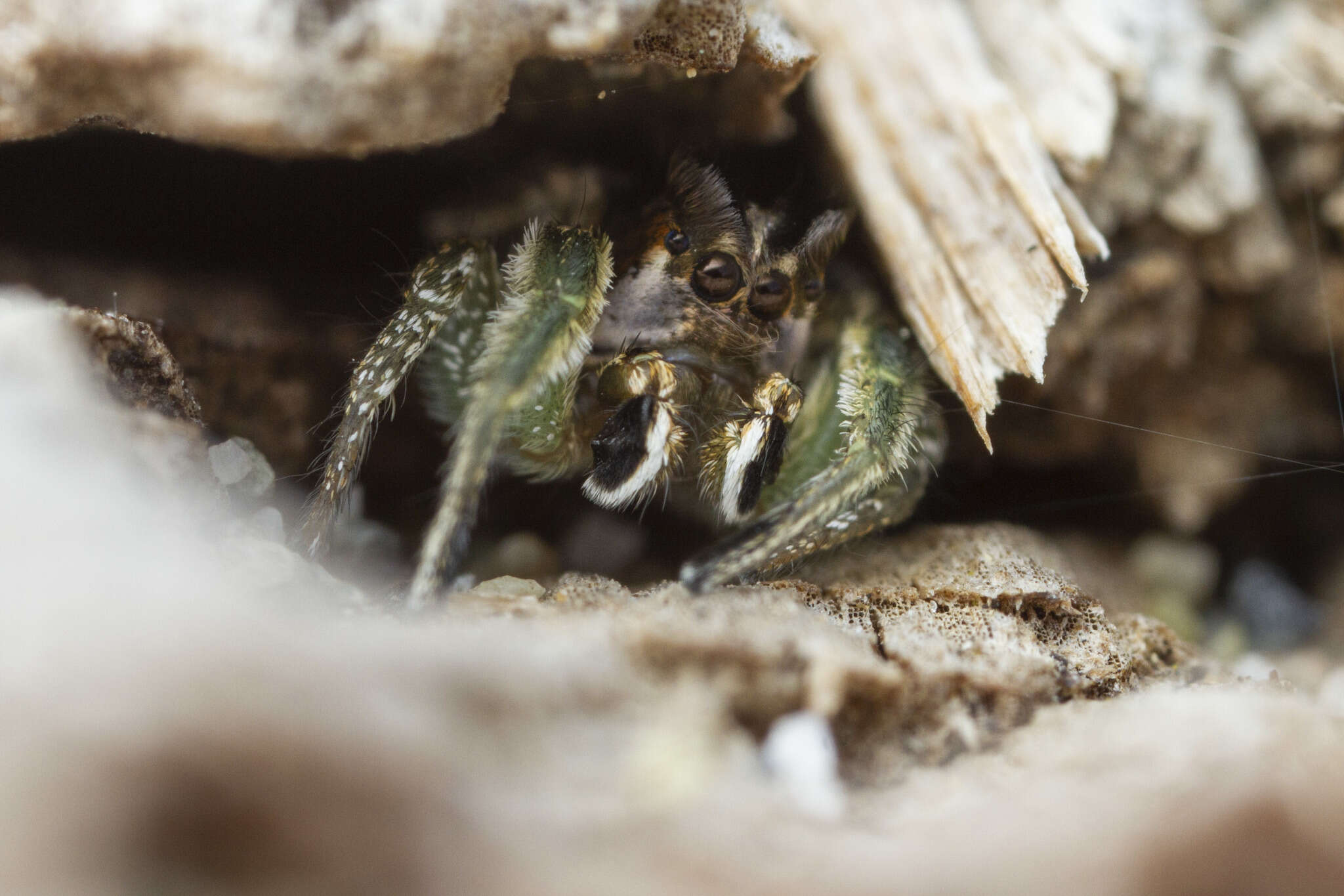 Image of Habronattus ophrys Griswold 1987