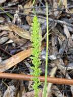 Image of Mignonette orchid