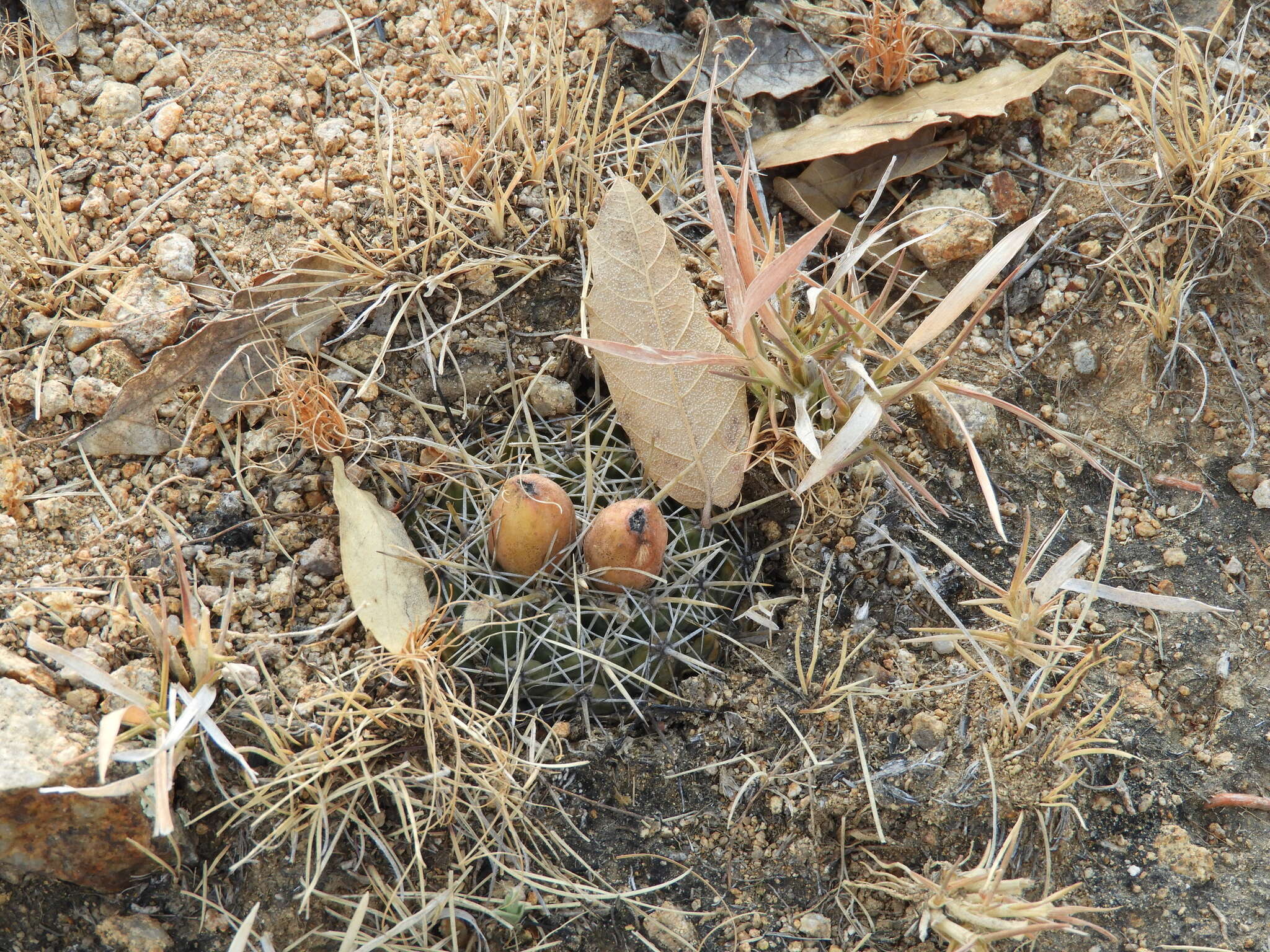 Image of Coryphantha ottonis (Pfeiff.) Lem.