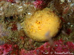 Image of sea lemon